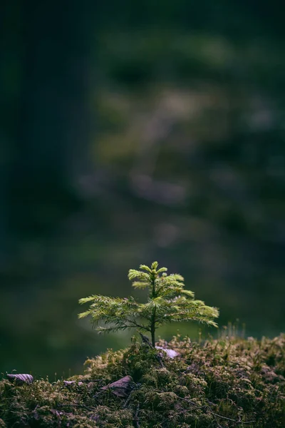 줄기에서 자라는 전나무 — 스톡 사진