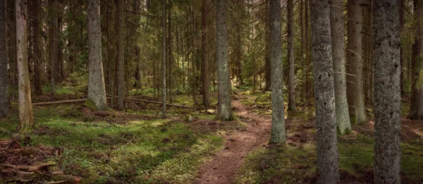 Panorama Uma Vista Floresta Com Caminho Meio Imagem — Fotografia de Stock