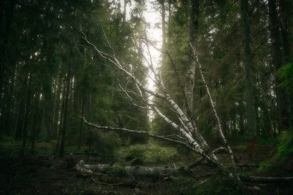 Nyírfák Fekszenek Földön Erdőben Felé Nyúlnak — Stock Fotó