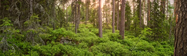 Panorama Uma Floresta Com Pinheiros Cores Brilhantes Com Sol Brilhando — Fotografia de Stock