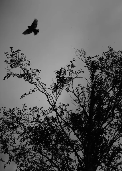 Ağaçtan uçan bir kuşun siyah ve beyaz görüntüsü