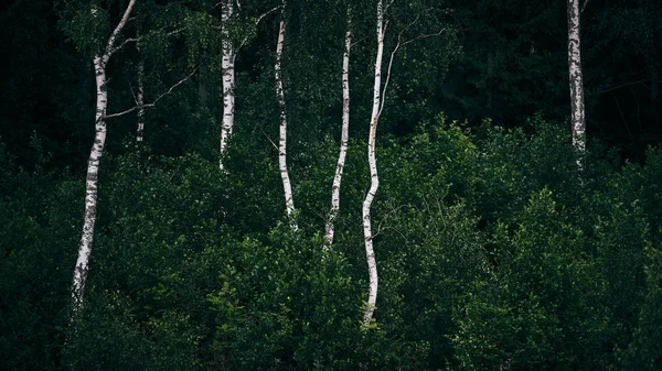 Bouleaux Blancs Sortant Une Forêt Sombre Verte — Photo