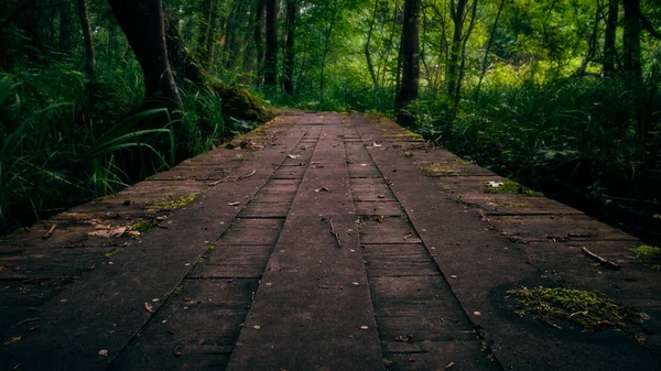 Visão Baixo Ângulo Uma Passarela Que Leva Floresta — Fotografia de Stock