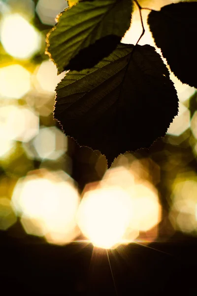 Feuilles Sur Arbre Photographié Bas Contre Jour — Photo