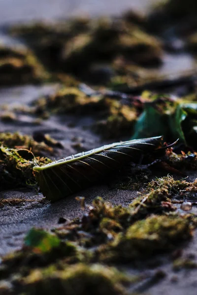 Une Feuille Trouve Sur Plage Sable Avec Mousse Tout Autour — Photo