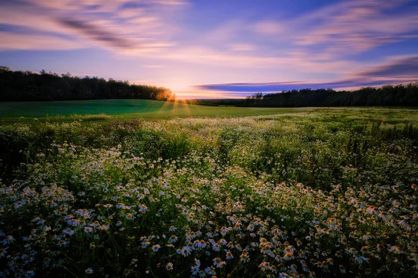 落日在森林后面 中间是一片草地 前面是鲜花 — 图库照片