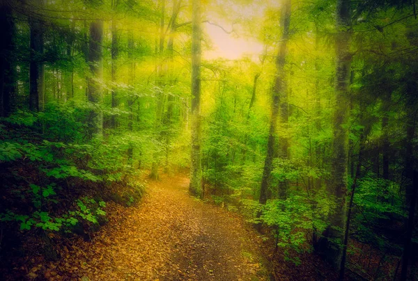 Chemin Dans Forêt Verdoyante Luxuriante Avec Soleil Brillant Travers Les — Photo