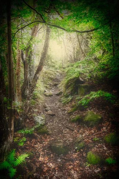 Caminho Floresta Com Árvores Torno Caminho Luz Solar Fundo — Fotografia de Stock