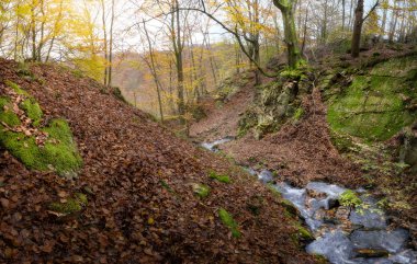 Yerde kahverengi yapraklar ve yeşil yosunlu ağaçlarla dolu bir vadi boyunca akan bir dere.