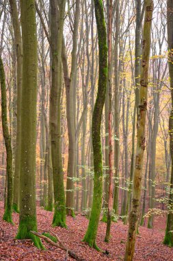 Yosun ve sarı yapraklı sarmal ağaçlar, yerde kahverengi yapraklar.