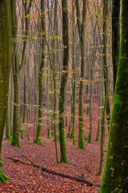 Yosun ve sarı yapraklı sarmal ağaçlar, yerde kahverengi yapraklar.