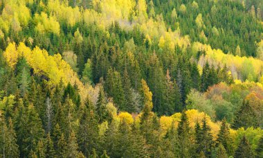 Sonbahar renklerinde orman yukarıdan fotoğraflandı