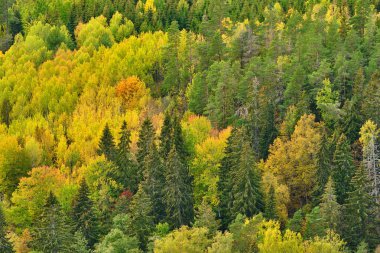 Sonbahar renklerinde orman yukarıdan fotoğraflandı