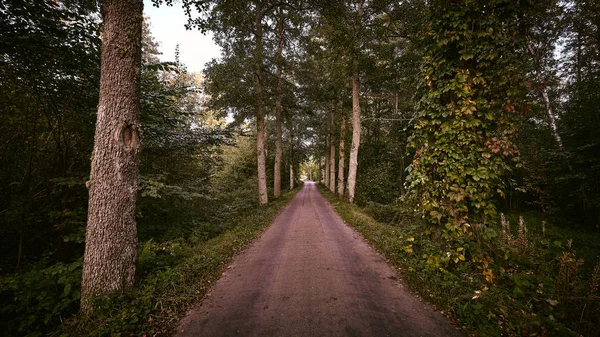 Kenarlarında Orman Olan Bir Ara Sokaktan Geçen Yol — Stok fotoğraf