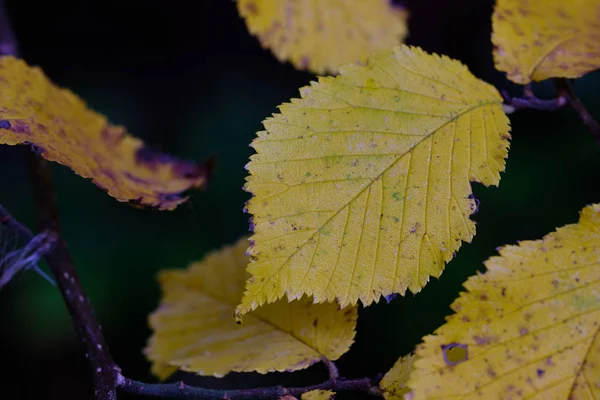 Yellow Leaf Branch Dark Background — Stock Photo, Image