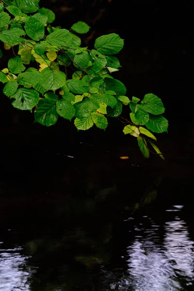 背景に濃い水のある枝に緑の葉 — ストック写真