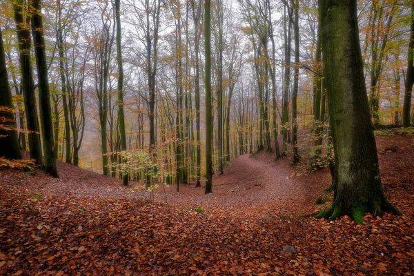 Sentiero Forestale Attraverso Una Foresta Faggi Con Foglie Marroni Terra — Foto Stock