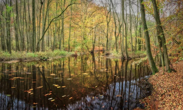 Une Rivière Aux Feuilles Automne Coule Travers Une Forêt Dense — Photo