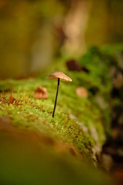 Small Fungus Grows Mossy Tree Backgrounds Out Focus Soft Light — Stock Photo, Image