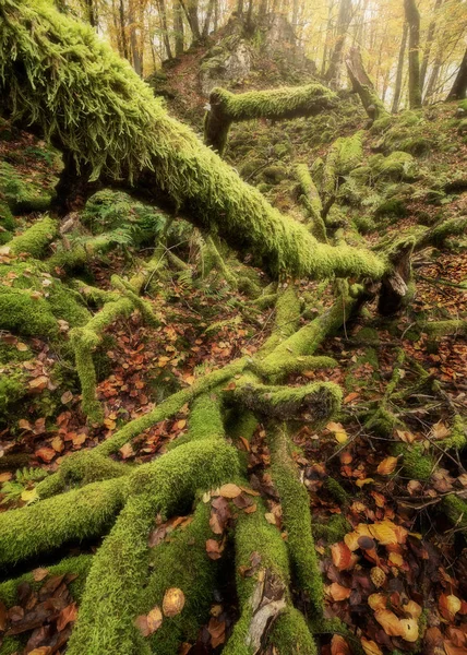 Деревья Полные Зеленого Мха Лежат Земле Полной Коричневых Листьев — стоковое фото