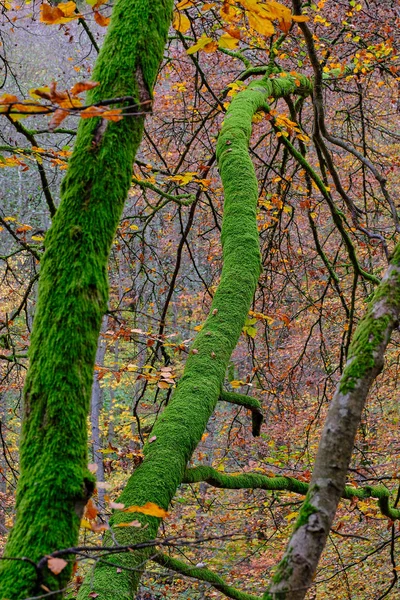 Árbol Con Mucho Musgo Primer Plano Bosque Con Colores Otoñales —  Fotos de Stock