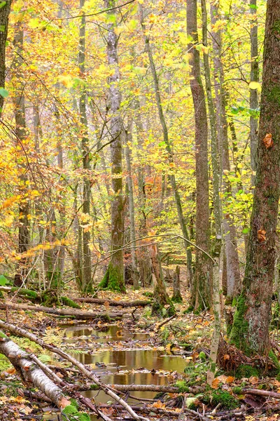 Болото Лесу Деревьями Осеннего Цвета — стоковое фото