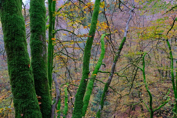 手前に苔の多い木 奥に紅葉した森 — ストック写真