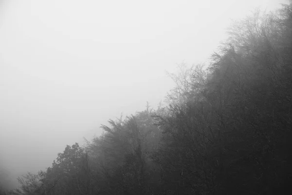 Black and white image of forest and fog