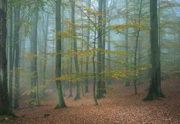 Fog Forest Trees Autumn Colors — Stock Photo, Image