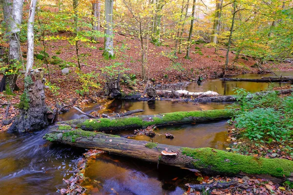 Stream in the forest with tree trunks with moss and trees in autumn colors in the background