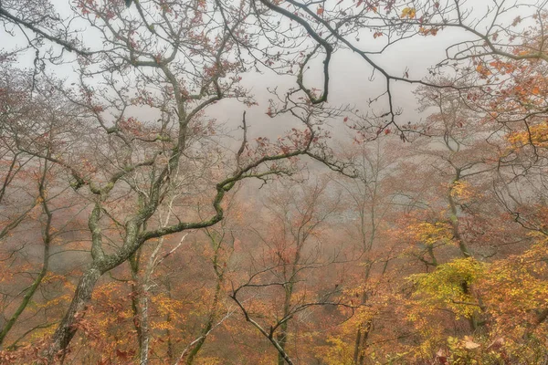 Baum Mit Herbstlichen Farben Ragt Aus Einer Klippe Mit Nebel — Stockfoto