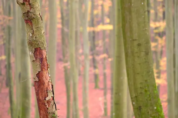 Close Árvores Sinuosas Com Musgo Folhas Amarelas — Fotografia de Stock