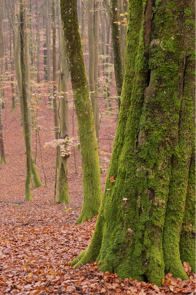 用苔藓和黄叶缠绕的树 地面上的褐色叶子 — 图库照片