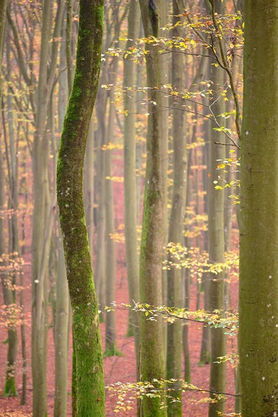 Winding Trees Moss Yellow Leaves Brown Leaves Ground — Stock Photo, Image