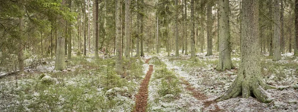 Skogsstig Genom Skogen Med Nysnö Marken Blandat Med Gröna Nyanser — Stockfoto