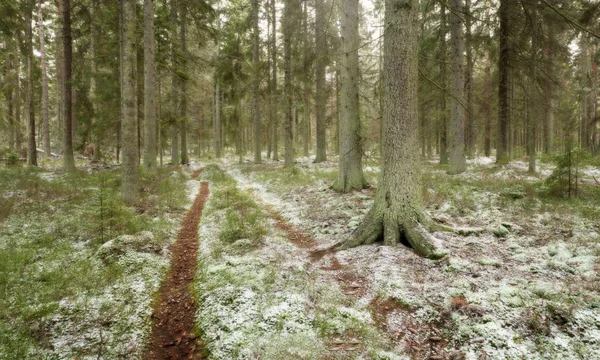 Trilha Florestal Através Floresta Com Neve Fresca Chão Misturado Com — Fotografia de Stock