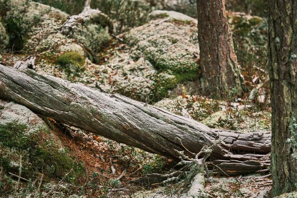 Tronco Árvore Velha Com Neve Recém Caída Mentiras Floresta — Fotografia de Stock