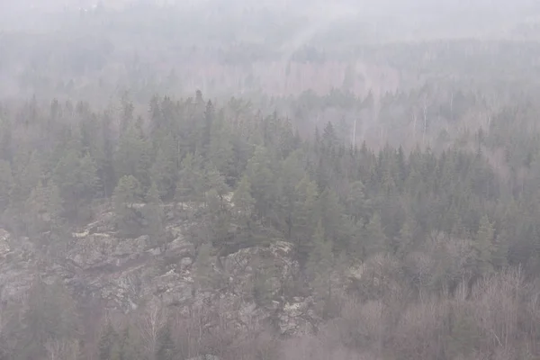 Gęsta Mgła Świerku Sfotografowana Wysokości — Zdjęcie stockowe