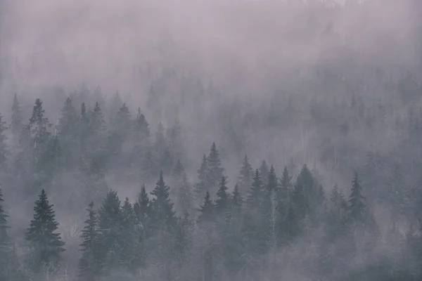 Плотный Туман Ели Сфотографирован Высоты — стоковое фото