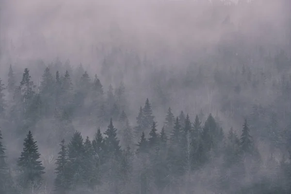 Brouillard Dense Dans Épinette Photographié Hauteur Photo De Stock