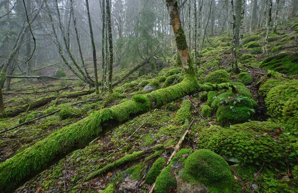 tree with mossy roots and forest in fog in the background