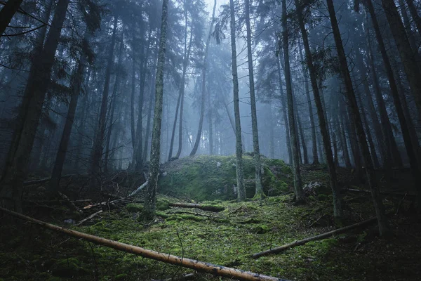 Forêt Dense Dans Brouillard Avec Mousse Sur Sol Les Arbres — Photo