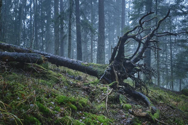 Uma Árvore Que Explodiu Floresta Tornou Canal Radicular Nevoeiro Fundo — Fotografia de Stock