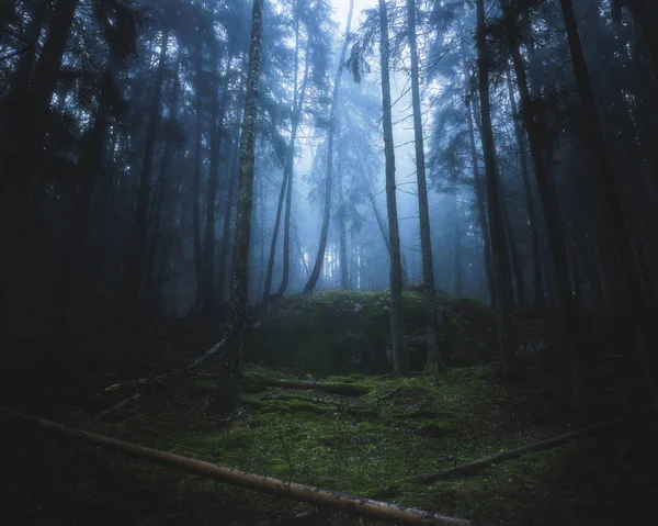 Dichter Wald Nebel Mit Moos Boden Und Bäumen lizenzfreie Stockfotos