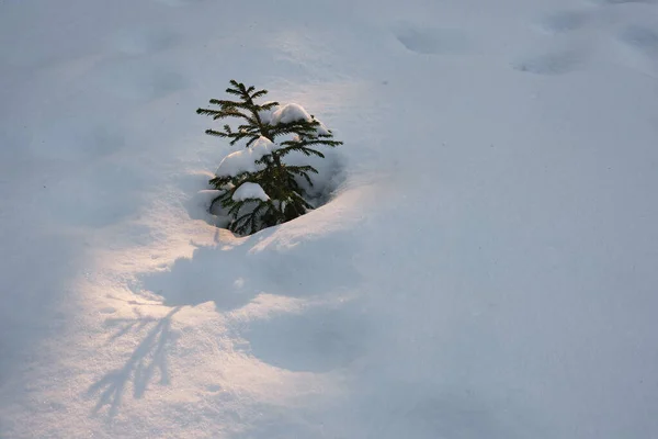 小さなモミの木が雪から太陽へと成長する — ストック写真