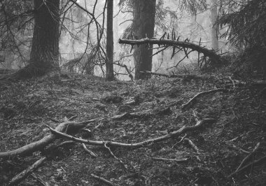 Ormanda uzanan, ön planda dalları ve arka planda sis olan küçük bir ağacın siyah ve beyaz görüntüsü.