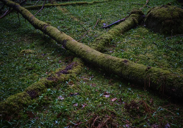 森の中に2本の苔生した木が横たわっていて Xを形成する — ストック写真