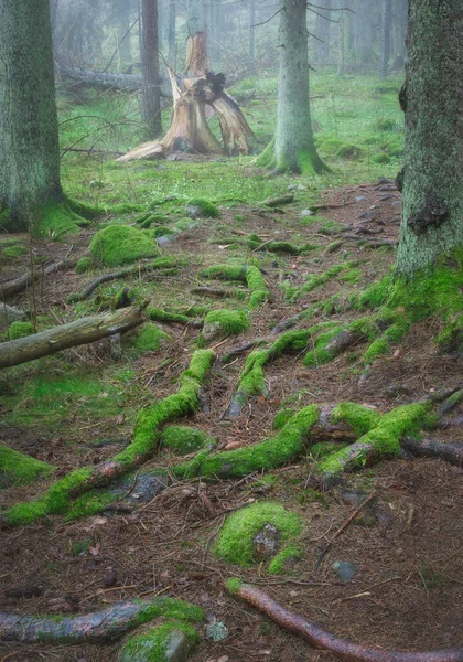 前景中的苔藓根和背景中刮倒的一棵树以及雾气 — 图库照片