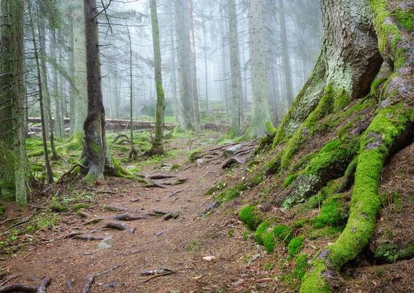 Caminho Que Conduz Através Uma Floresta Nebulosa Com Raízes Musgosas — Fotografia de Stock