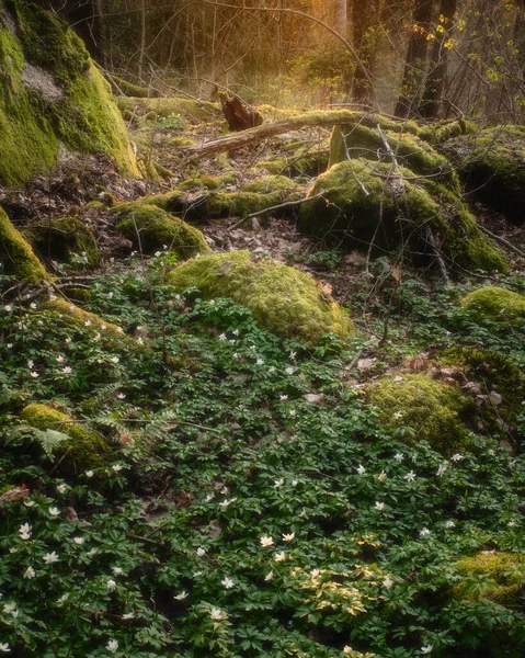 Árvores Musgosas Luz Noite Vindo Trás Floresta Anêmona Madeira Chão — Fotografia de Stock